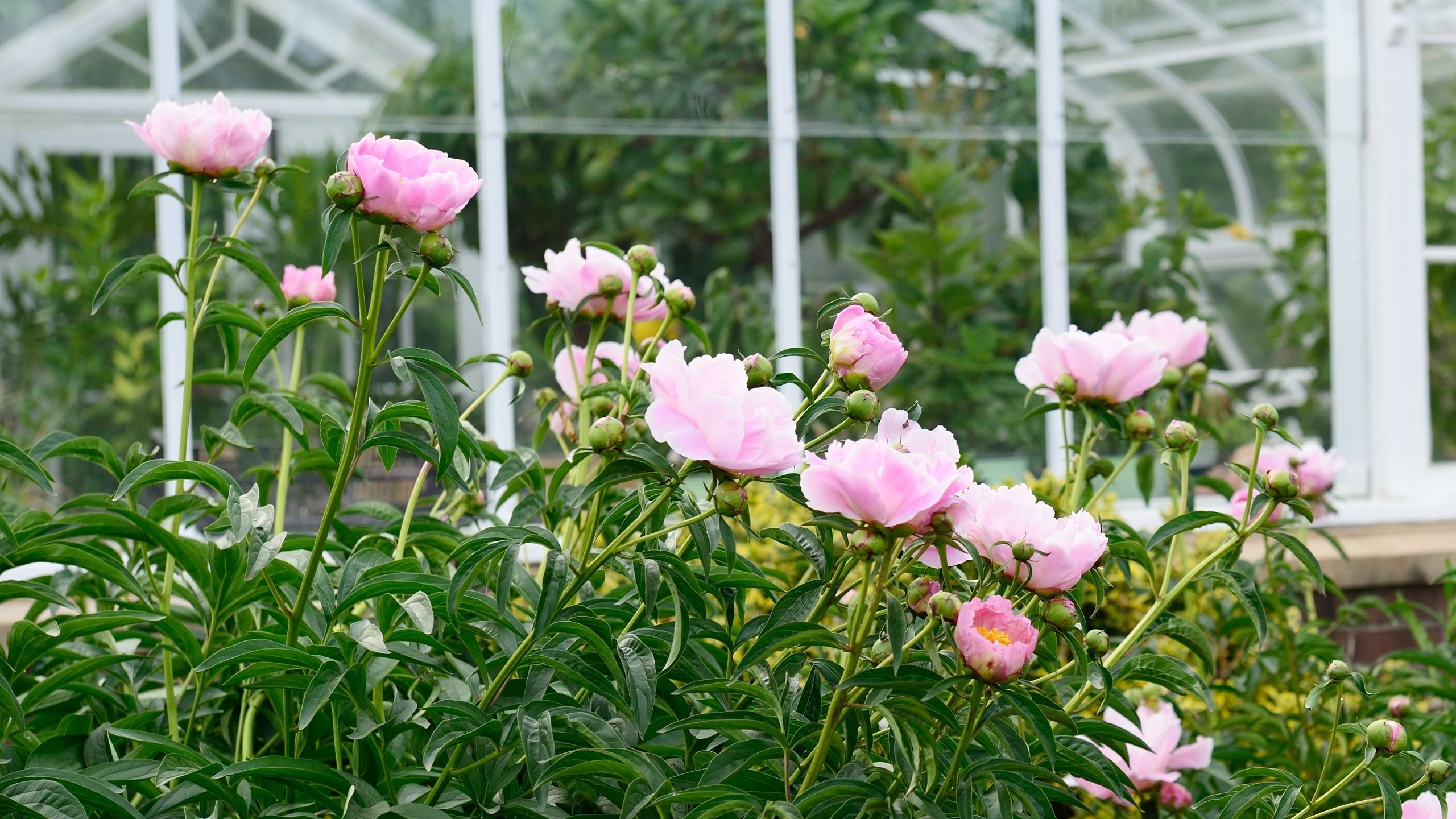 🌸 모란과 초록의 언덕 (보탄토 미도리노오카) 이미지 5